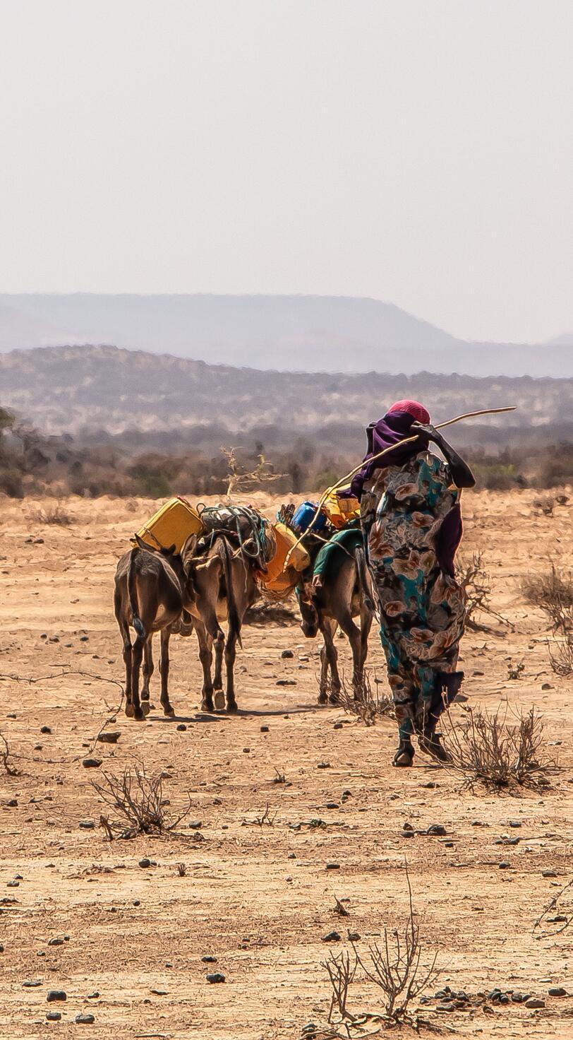 A woman walks with 3 animals.