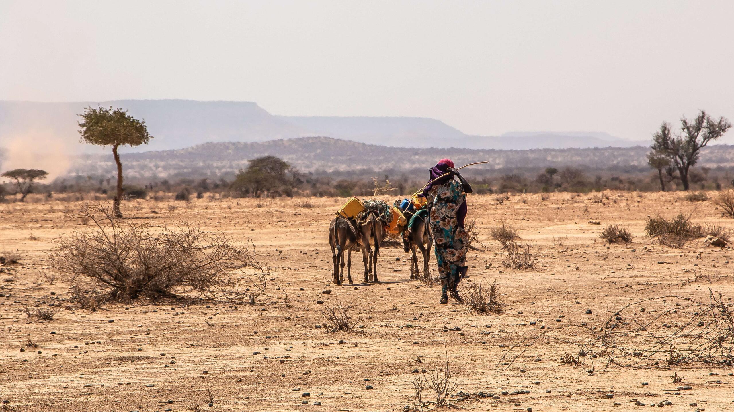A woman walks with 3 animals.