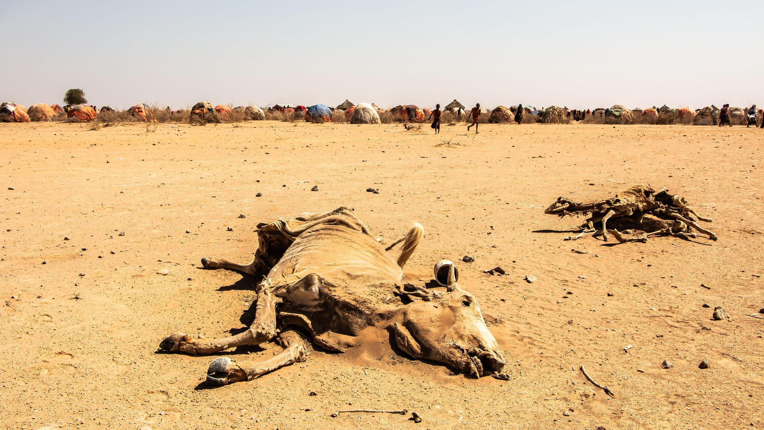 Carcasse d'un animal dans le désert 