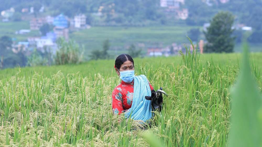 A woman wearing a face mask walks through a field. 