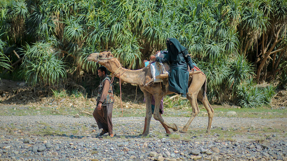 Yemen’s camel ambulances