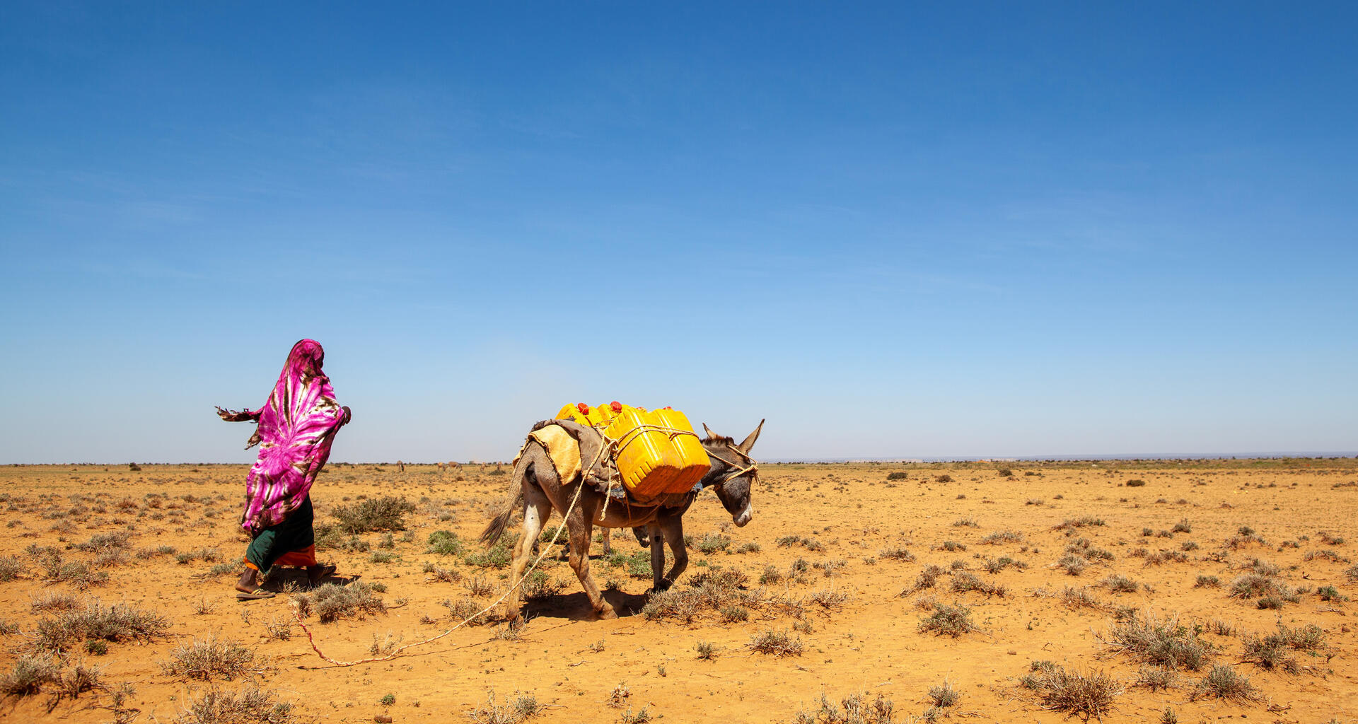 A woman walks through a desert with a donkey carrying water.